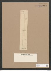 Pleurosigma longissimum Cleve (de-Toni-Nr.: Genus 13, Species 1086) Zeichnungen Sammlung Grunow Nr. 2112 (NHMW-BOT-W0369141)
